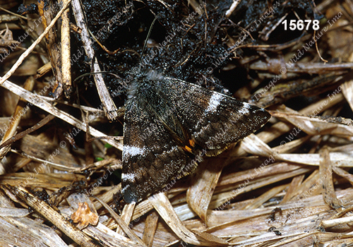 Catocala briseis